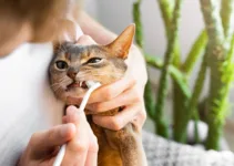 Keep Your Cat’s Teeth Clean: DIY Dental Care