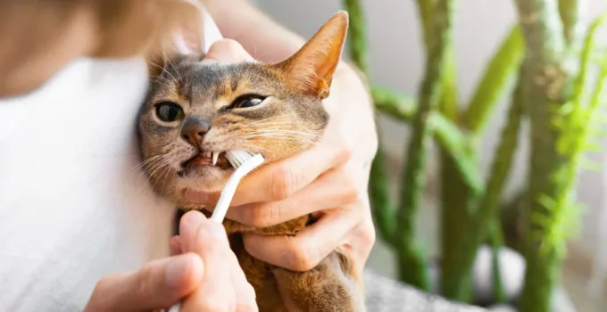 Keep Your Cat’s Teeth Clean: DIY Dental Care