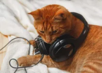 Relax Your Cat: The Best Calming Music Playlist